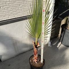 ワシントンヤシ
の画像