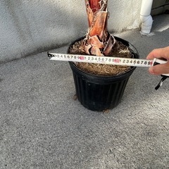 ワシントンヤシ
の画像