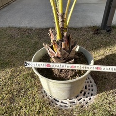 ココスヤシの画像