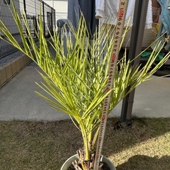 ココスヤシの画像