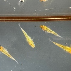 メダカ 覇王 2ペアの画像