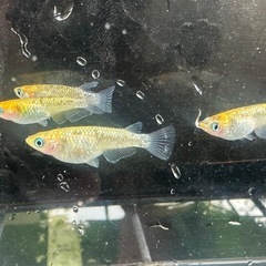 メダカ 覇王 2ペアの画像