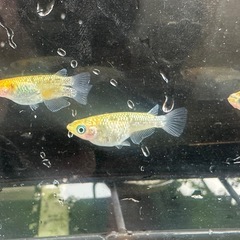 メダカ 覇王 2ペアの画像