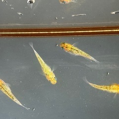 メダカ 覇王 2ペアの画像