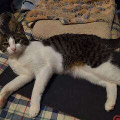 キャットフード3.5キロ　3袋の画像