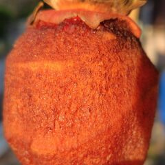 （J-955)　干し柿（無農薬）*引取り限定(加古川市　鶴林寺前）の画像