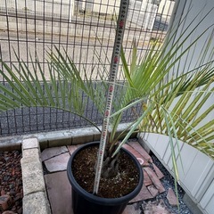 ココスヤシの画像