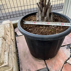 ココスヤシの画像