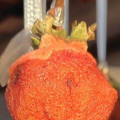 （J-955)　干し柿（無農薬）*引取り限定(加古川市　鶴林寺前）の画像