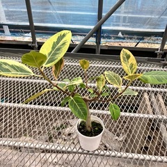 観葉植物2点セット　ハブカズラ、アルテシーマの画像