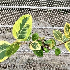 観葉植物2点セット　ハブカズラ、アルテシーマの画像