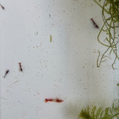 レッドチェリーシュリンプ　の画像