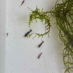 レッドチェリーシュリンプ　の画像