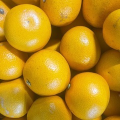 有田より早生みかん🍊20日に入荷決定の画像