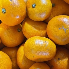 有田より早生みかん🍊20日に入荷決定の画像