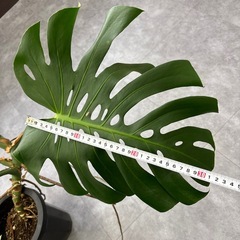 モンステラ デリシオーサ 観葉植物の画像