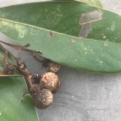 マテバシイ　どんぐり　？　　苗　潮来市　茨城県　神栖市の画像