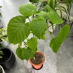 フィカス ウンベラータの画像