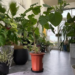 フィカス ウンベラータの画像