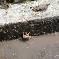 （お取引中）広島県三次市産コシヒカリ／清流「常清滝」の恵み（自家栽培米）令和7年☆新米（玄米）☆30キロ☆１等米☆No.8の画像