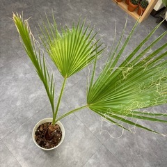 ワシントンヤシ ドライガーデンの画像