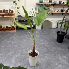 ワシントンヤシ ドライガーデンの画像