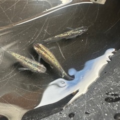 メダカ ブラックダイヤ 1ペア＋メスの画像