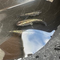 メダカ ブラックダイヤ 1ペア＋メスの画像