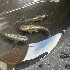 メダカ ブラックダイヤ 1ペア＋メスの画像