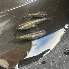 メダカ ブラックダイヤ 1ペア＋メスの画像