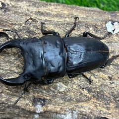 オオクワガタ♂の画像