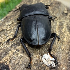 オオクワガタ♂の画像