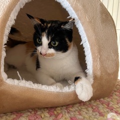 甘えん坊の三毛猫ちゃん