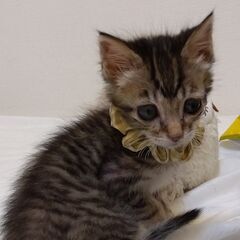 9/20頃生　キジトラ女の子里親さん募集します🐈 - 猫