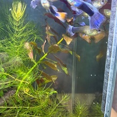 国産グッピーMIX　稚魚！　🤗の画像