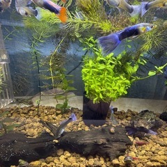 国産グッピーMIX　稚魚！　🤗の画像