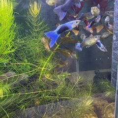 国産グッピーMIX　稚魚！　🤗の画像
