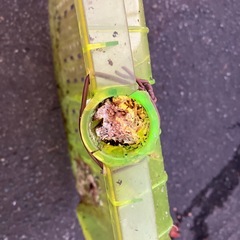 外れたスコップ/雪かき用の画像