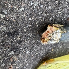 外れたスコップ/雪かき用の画像