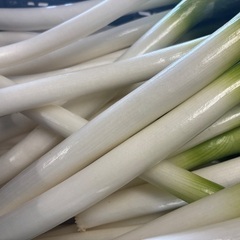 農家直送　新鮮　採れたて　ネギ　不揃い　5本セットの画像