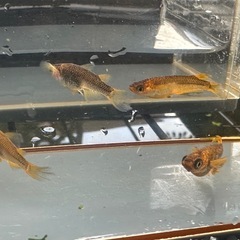 メダカ 心龍🐉道 2ペア 24日までの画像