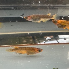 メダカ 心龍🐉道 2ペア 24日までの画像