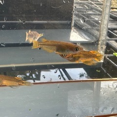 メダカ 心龍🐉道 2ペア 24日までの画像