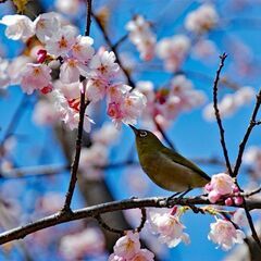 Nikon D-80③標準レンズ付き、バッテリー、充電器、メモリーカード、肩掛けストラップなど付属品完備の画像