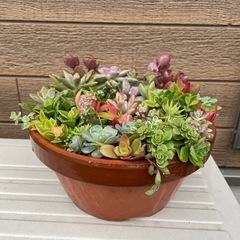 多肉植物☆寄せ植え☆の画像