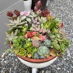 多肉植物☆寄せ植え☆の画像