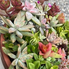 多肉植物☆寄せ植え☆の画像