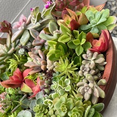 多肉植物☆寄せ植え☆の画像