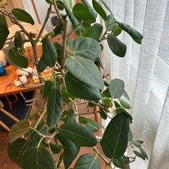 フィカス・ベンガレンシス（曲がり）の画像