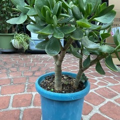 金のなる木　NO2の画像